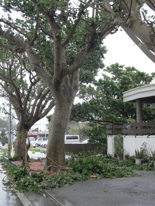 台風の爪痕。。。