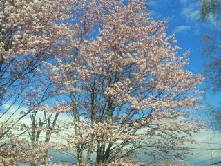 桜が～