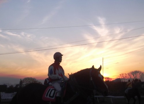 夕焼けの競走馬達