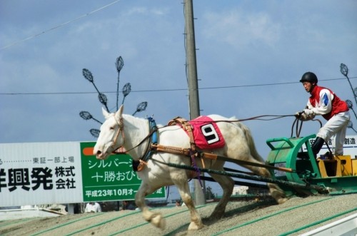 ハクバビューティーいよいよデビュー！！