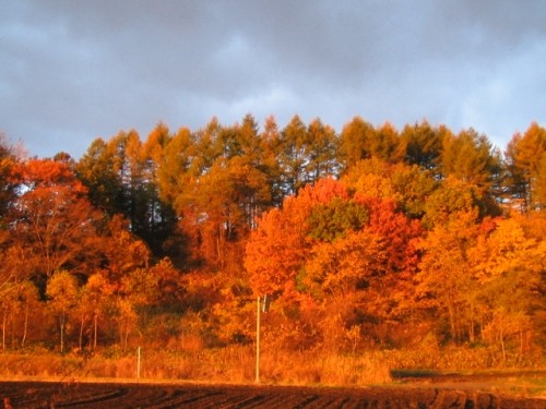 美しい朝焼けの紅葉が一変・・