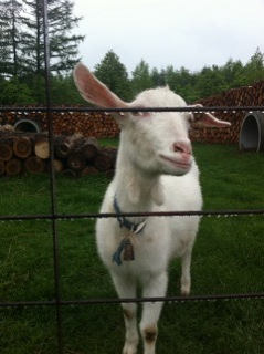 こんな晴れた日は、十勝千年の森ガーデンショーへ♪