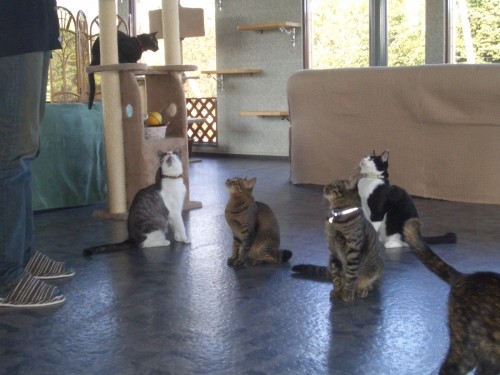 猫カフェ～猫ちゃんの幸せにつながっているよね