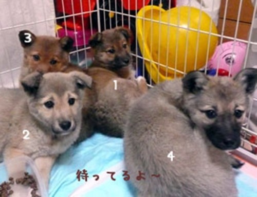 願いは叶うね！保護犬里親決定！（２年前ですが）