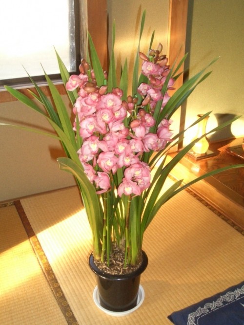 今日のハナ事情・・・花事情・・・めでたしだよ~