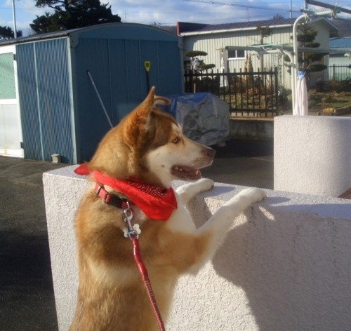 こんにちは～誰かいませんかね～