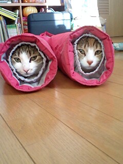 メンマちゃんと菜々子ちゃんの戦いにコッコも参加！