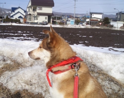 今日は充実した一日だったワン！・・・・・byハナ