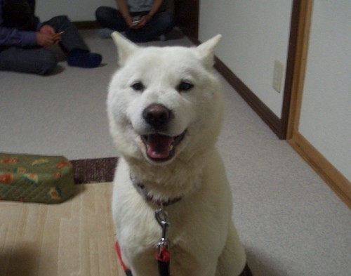 札幌在住の皆様、迷子犬「白ちゃん」を見かけたら・・・・