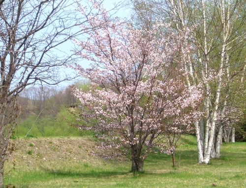 暖かい日が続いて桜も満開!