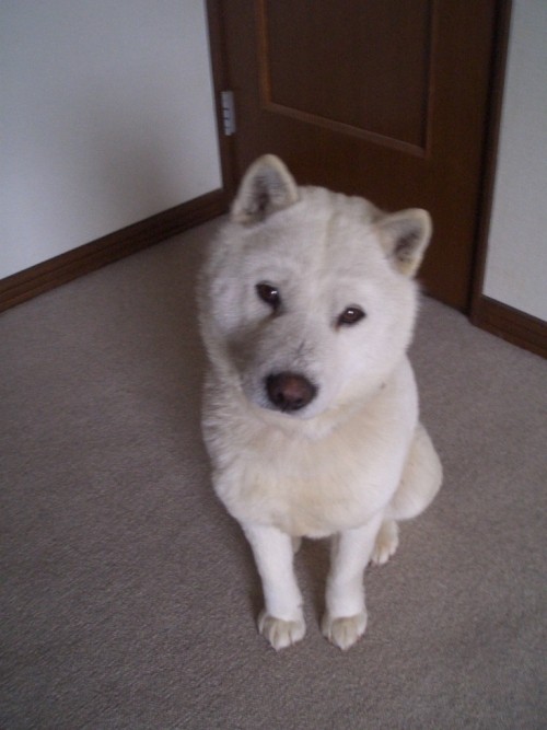 札幌方面の方、見かけたら連絡くださいね！白い犬が行方不明なんです。