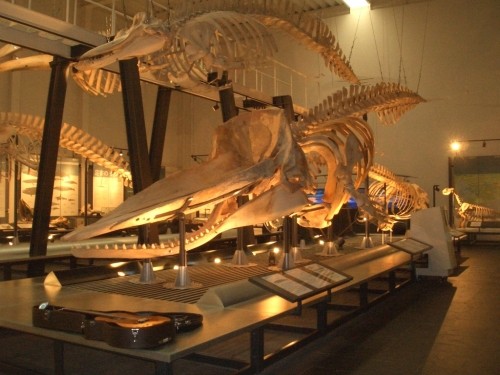芸術の秋～博物館ミニコンサートツアーで化石のひげ鯨、は鯨とコラボ！