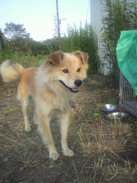 大樹方面の方、きつね色の犬がトボトボ歩いていたら連絡くださいね！