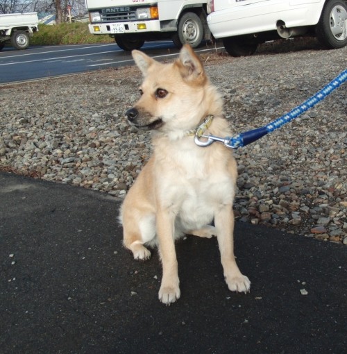 可愛いワンコが保護されました。飼い主さんはどこに～