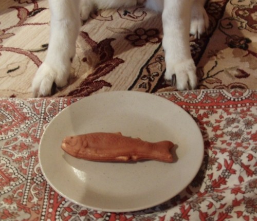 今日の２匹　　良く食べるはなと、食べようとしないちび太！