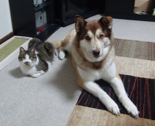 はなとちび太からのお願い！ワンちゃんが新しい飼い主さんを待っています！