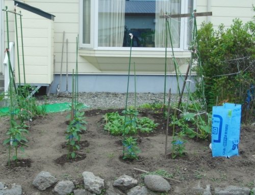 今年は猫の額ほどの野菜畑に挑戦！そしてお花・・・ついでに、はなとみく