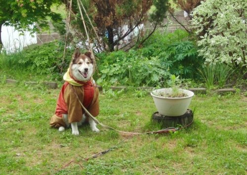 土曜日の雨～めぐみの雨～それでも散歩なんだよ～♪