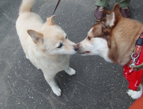 今朝のお散歩～お友達とお花！　　　byはな