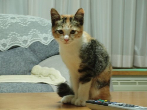 三毛猫の子猫・・・里親募集中です！