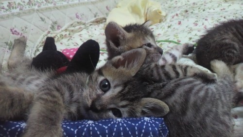 預かり子猫ちゃん10