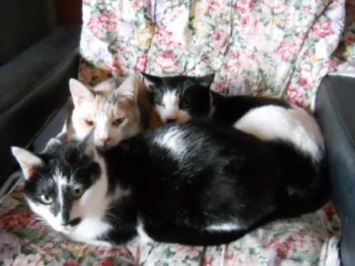 3ニャンズお戻りになる