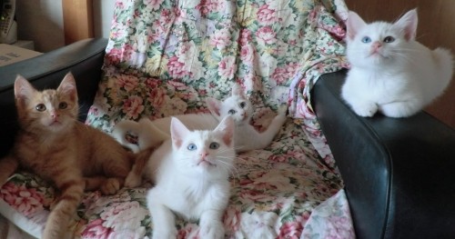 本日、シュガーがトライアルに行きますヽ(*´∀`)ノ