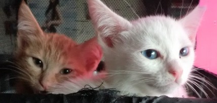 ブラウン&ミミトライアルに行きました。