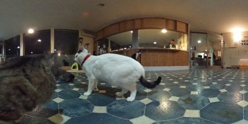 CatCafeWishの店内３６０度！