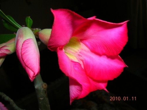 枯れ木に花・・