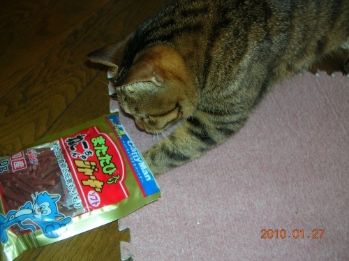 泥棒猫