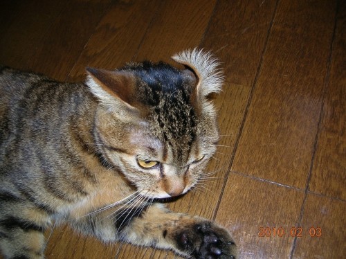 だんだんぼろくそに・・