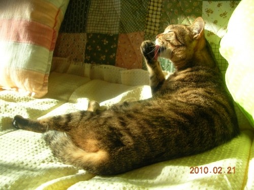 日差しの当たる朝の猫