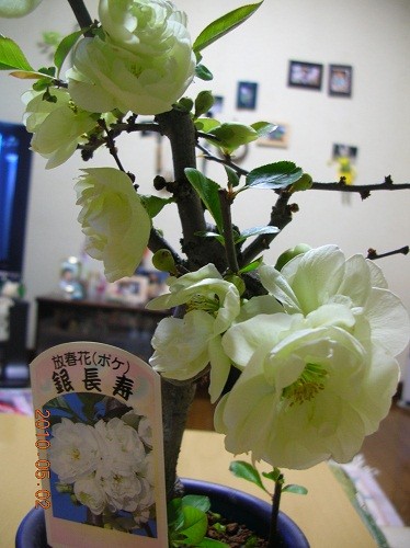 じじと買ったボケの花