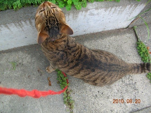 猫の散歩？