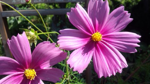 秋桜窯も秋ですね