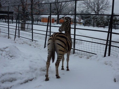 新雪の中・・・