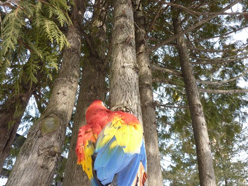 インコ、日光浴中に…