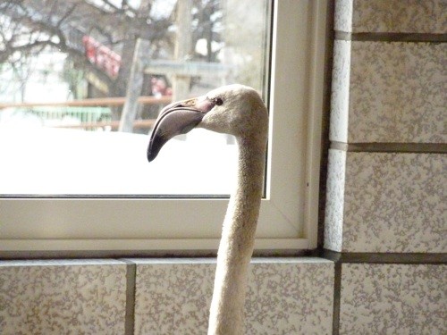 鳥・トリ・とり