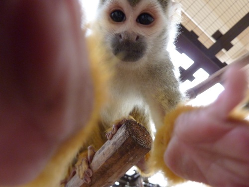 締めはやはり動物で。