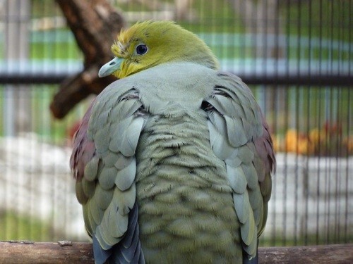 にぎやか鳥類舎