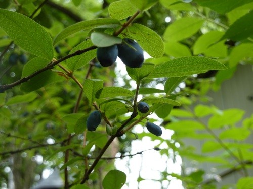今日の植物 ~私の好物編~ ほか
