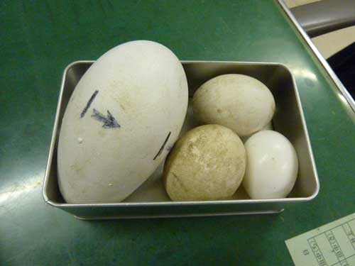 Egg Bomb 製造中