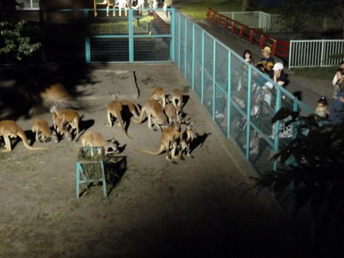 夜の動物園１日目速報!!!