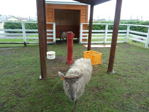 やったね♪小屋付き屋根・・・ん？屋根付き小屋？