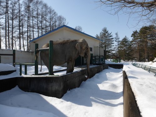 雪合戦か？