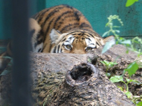 わんぱくなネコ科動物