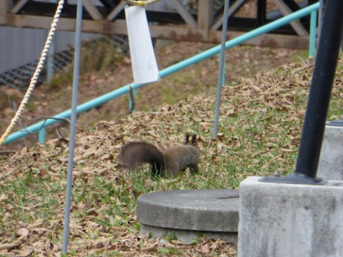 餌付け問題