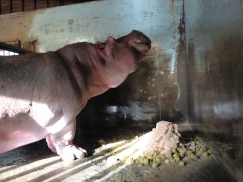 閉園中の動物園