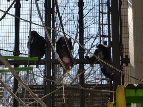 雪は早かったけども、意外と暖冬